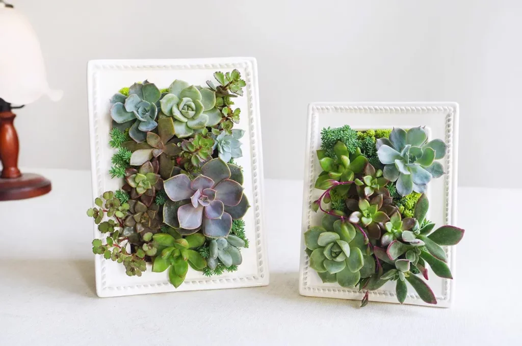 frame garden , wall Gardening