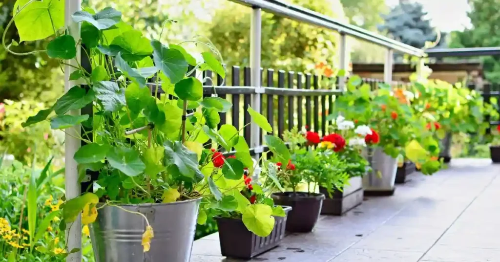 Container Gardening