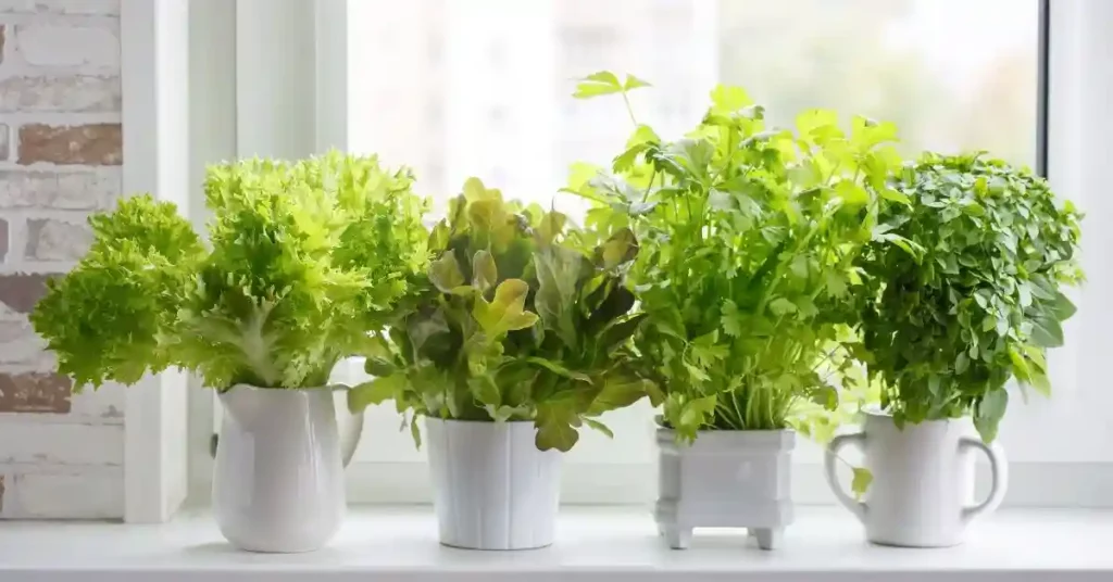 Indoor Herb Gardens