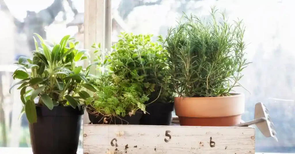 Indoor Herb Gardens