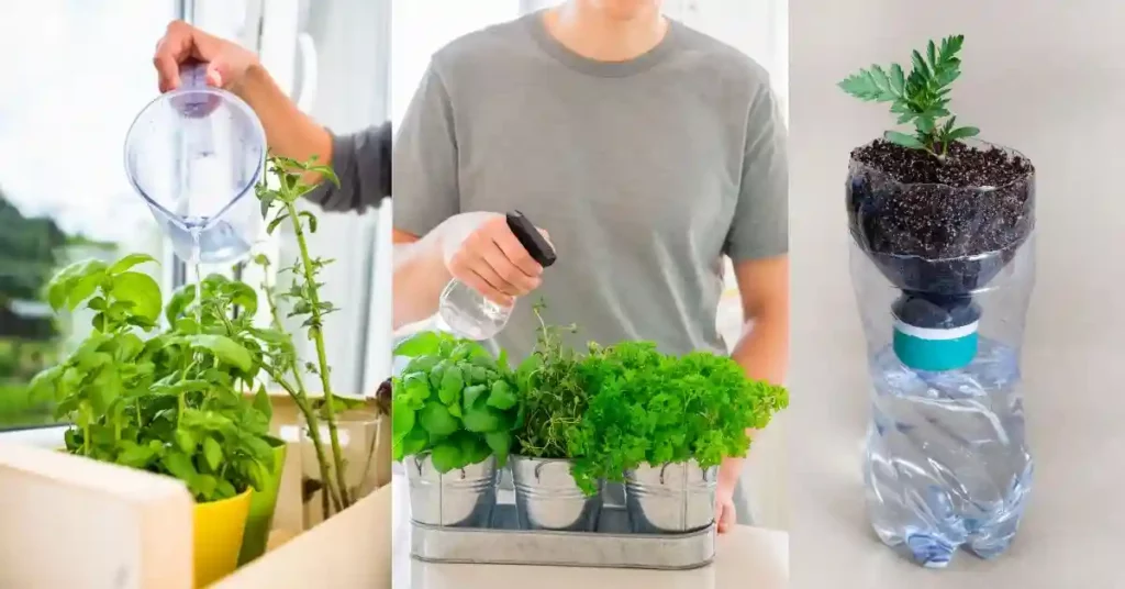 Indoor Herb Gardens IMGCentury