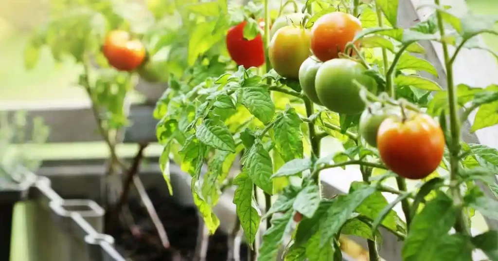 Indoor Vegetable Gardening