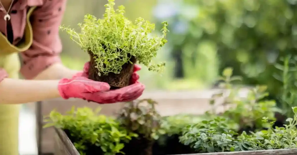 Indoor Vegetable Gardening