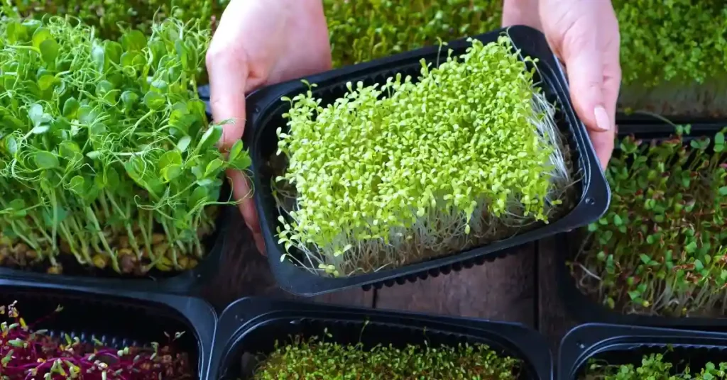 Where to Buy Microgreens Seeds