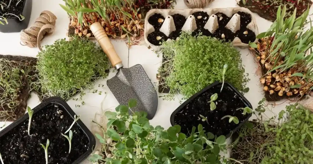 Where to Buy Microgreens Seeds