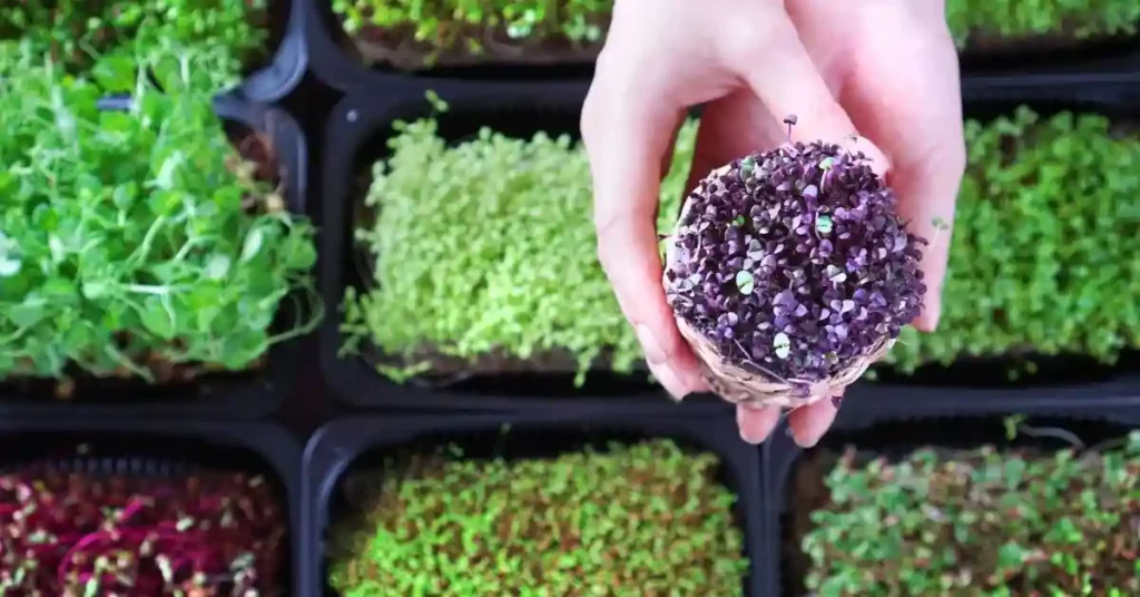 Where to Buy Microgreens Seeds