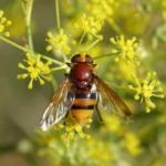 Syrphid Flies