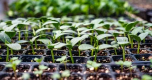 seed starter tray