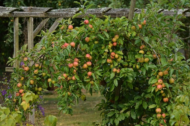 fruit trees , Backyard gardening