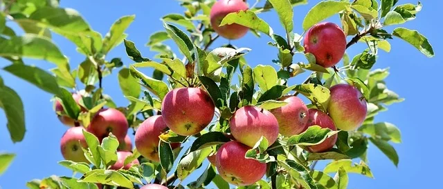 Apple Trees , fruit tree for urban gardens