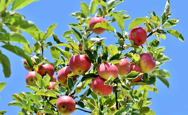 fruit trees , ruit that grows on trees