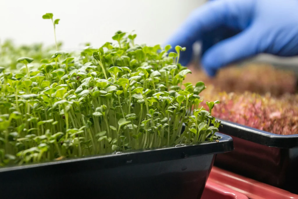 Microgreens Seeds