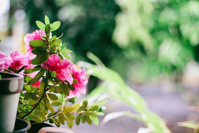 vibrant balcony garden featuring flowers such as petunias, geraniums, marigolds, begonias, and pansies in full bloom