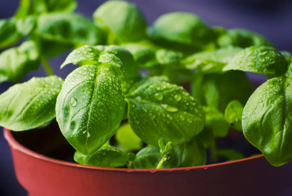 Balcony garden , Aromatic Herbs