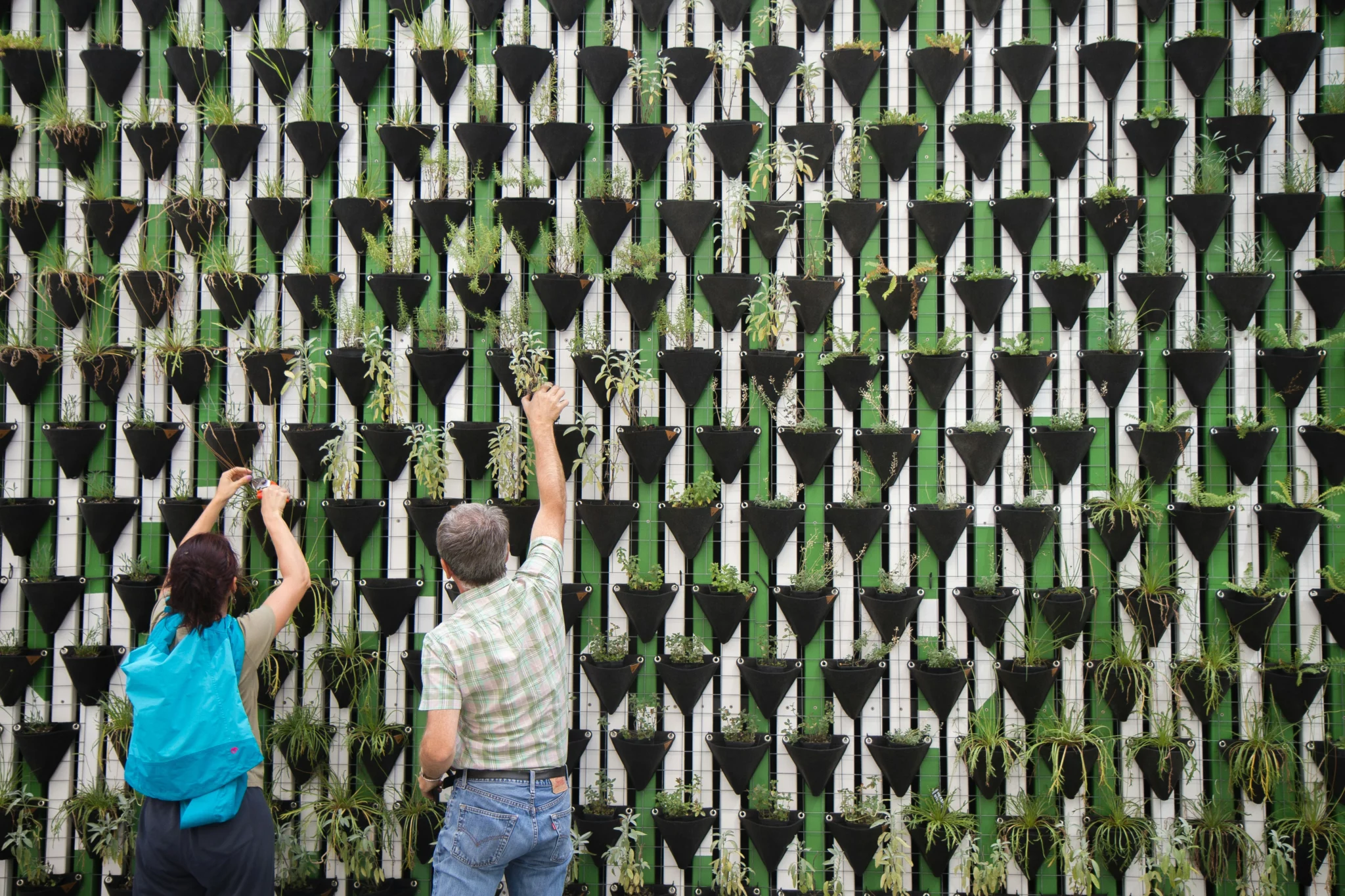 wall Gardening , wall Garden