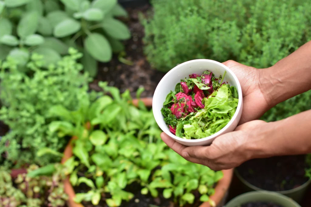 Indoor vegetable gardening