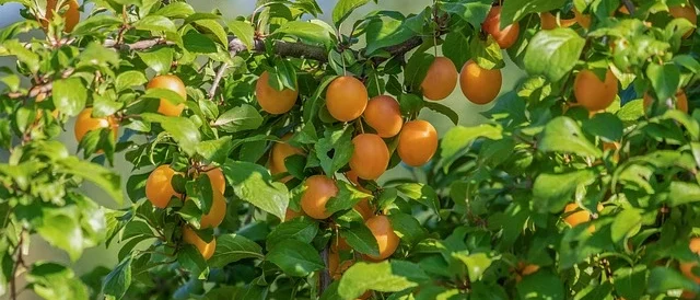 fruit tree , Citrus Trees