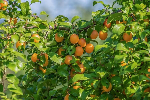 fruit tree