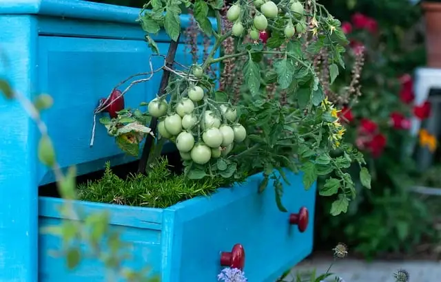 balcony vegetable garden , tomatoes, peppers, lettuce, radishes, and spinach in various containers