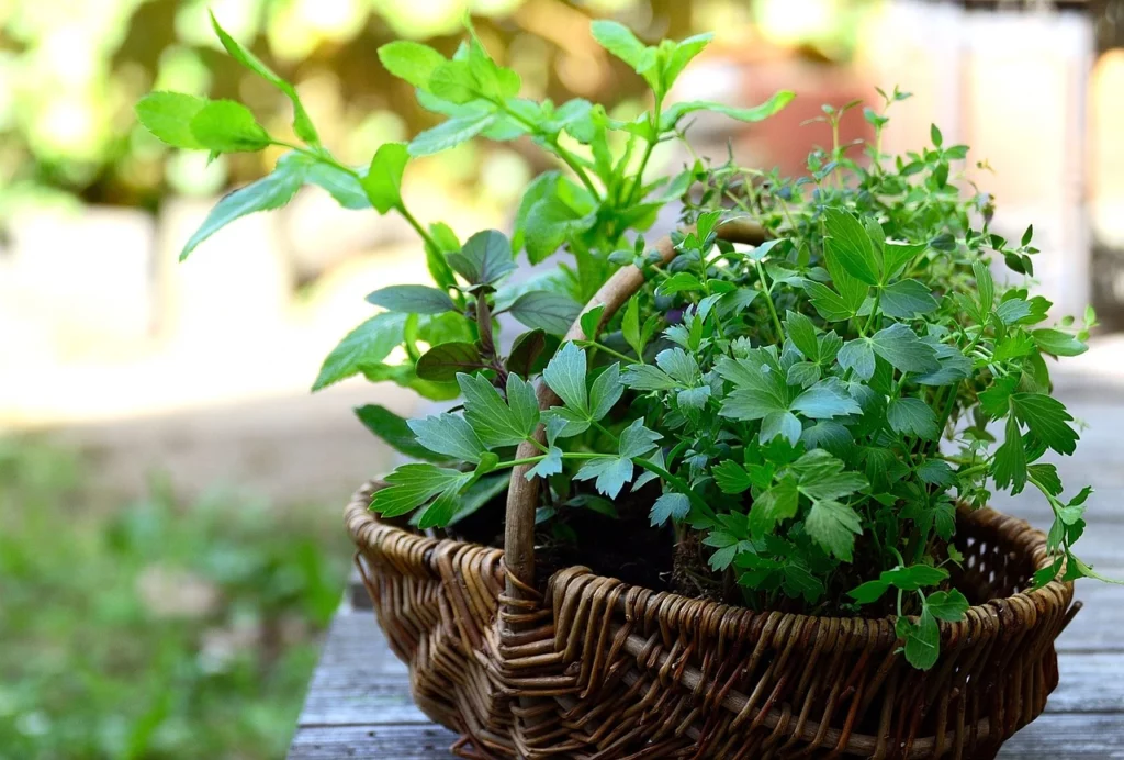 herbs on your garden , balcony garden