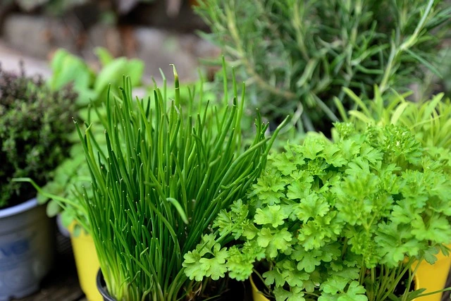 balcony herb garden , basil, mint, rosemary, thyme, and parsley thriving in various containers.