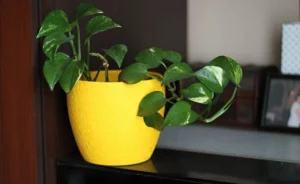 Indoor plant care , Durability and Longevity of Ceramic Indoor Plant Pots , Ceramic Indoor Plant Pots