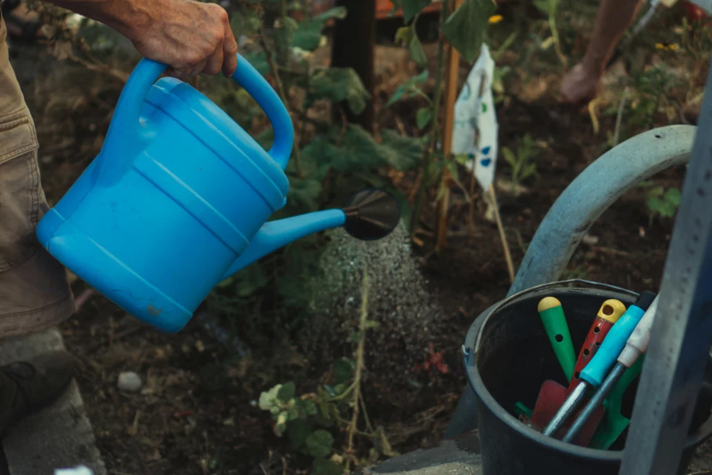 watering plants