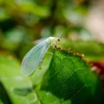 lacewing