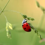 ladybug