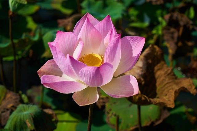 Tropical Flowers