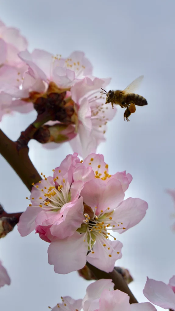 Beneficial Garden Insects