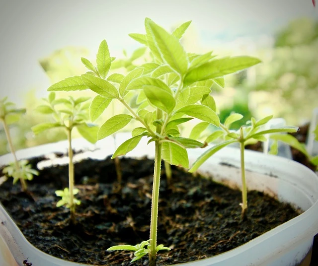 herb garden on your balcony , herb garden in balcony