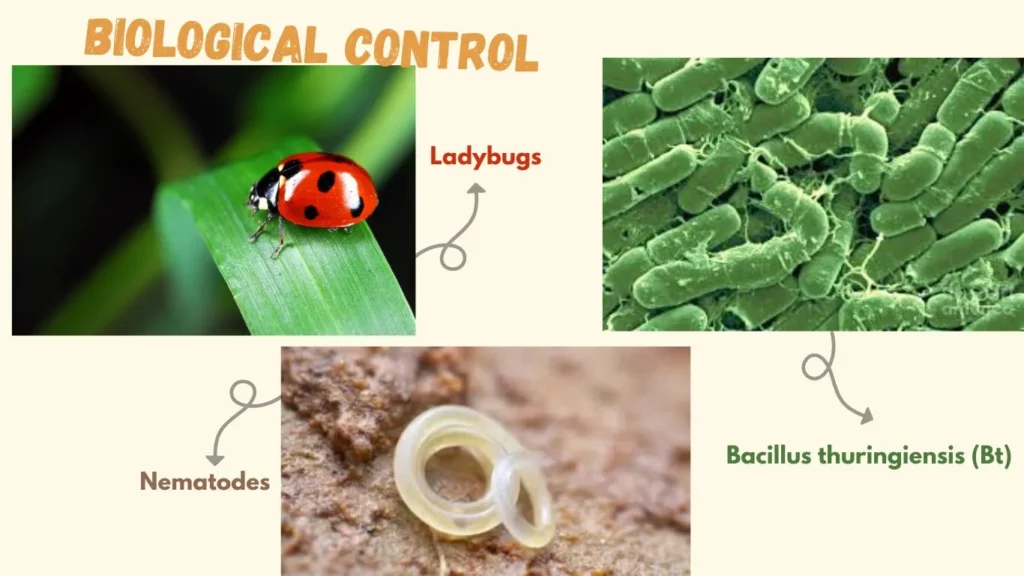 Eco Friendly Pest Management