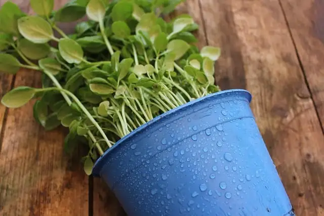 self watering pots , self watering planters