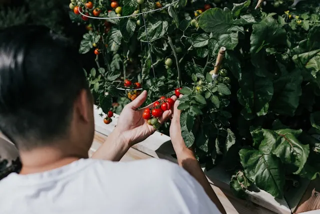 how do tomatoes pollinate