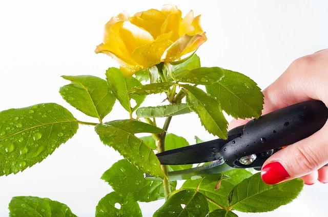 pruning shears for gardening , secateurs 