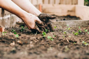 Garden Bed