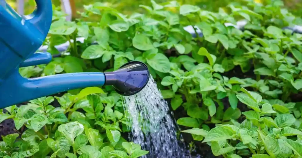 Indoor Vegetable Gardening