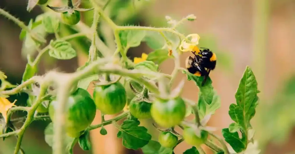 How do tomatoes pollinate