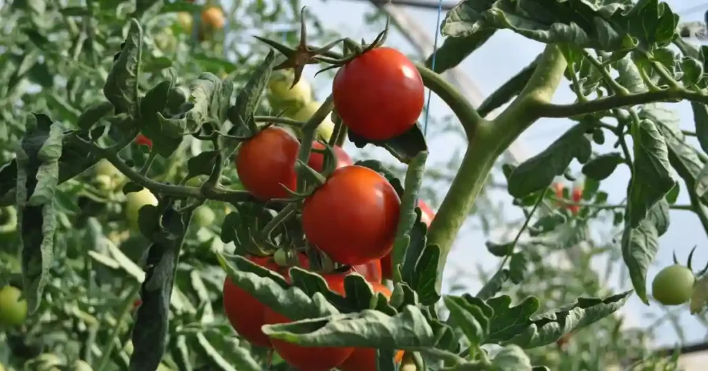 Organic Tomato Fertilizer