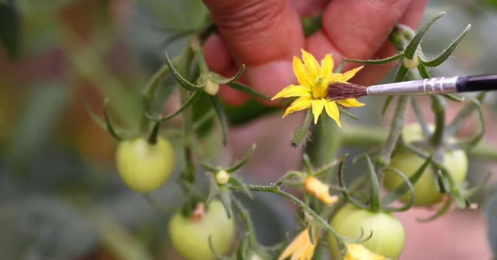 How do tomatoes pollinate