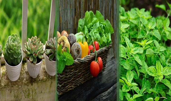 Plants for Your Vertical Garden , Vegetables , flowers