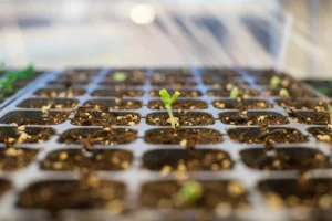 Seed Starting Trays