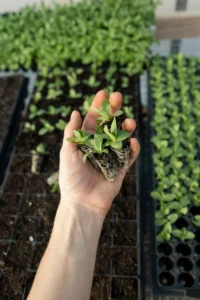 Seed Starting Pots