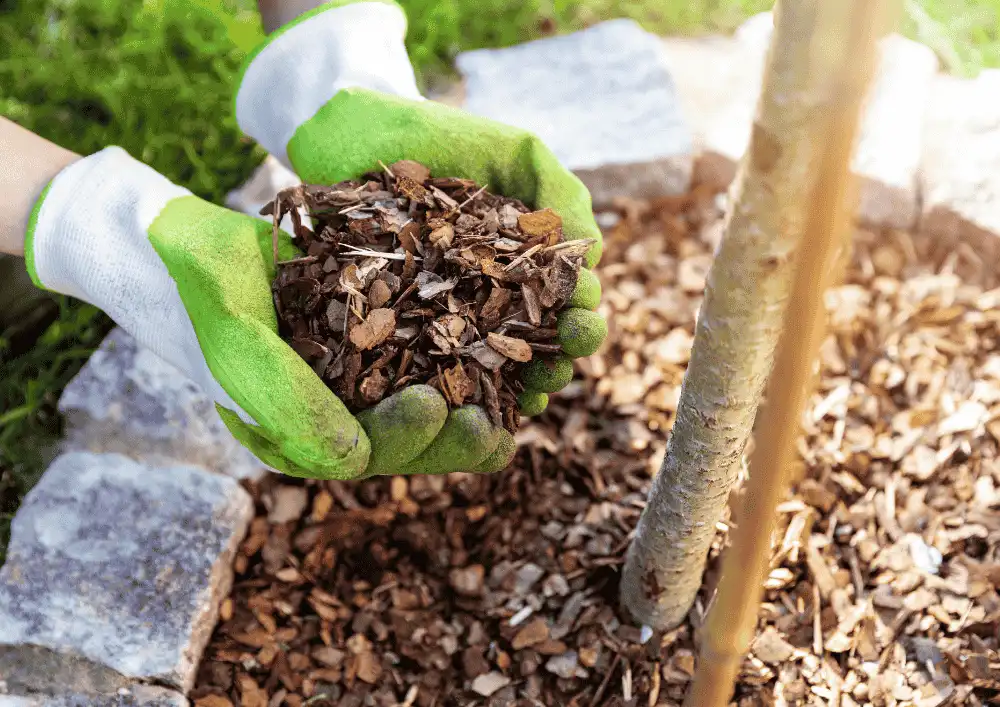 organic mulch , inorganic mulch 