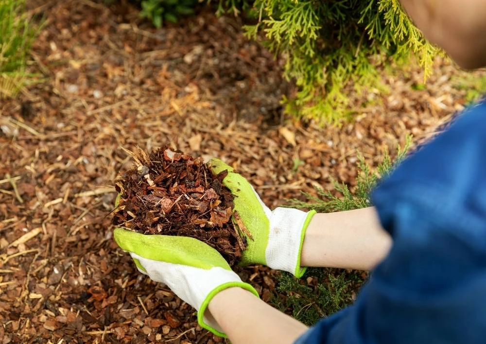 much for garden , mulching