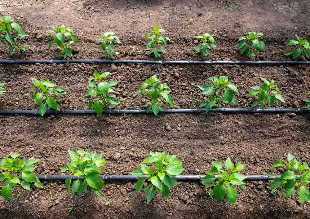 Drip Irrigation System , Urban Garden