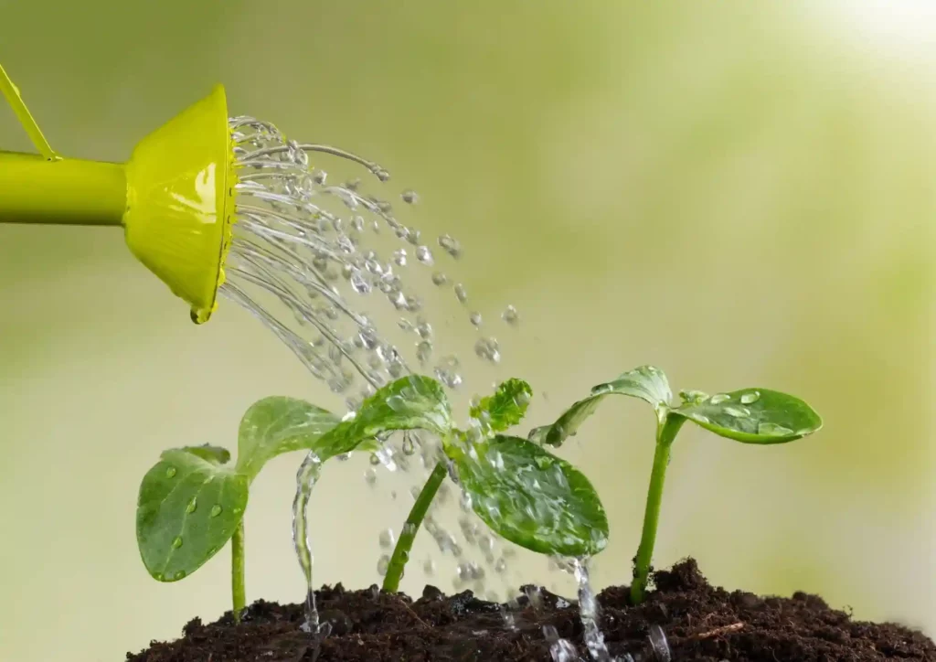 plant Watering 