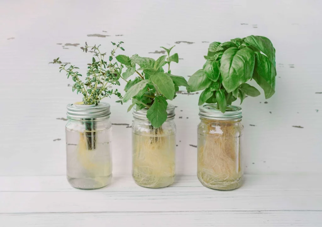 Indoor Hydroponic Garden