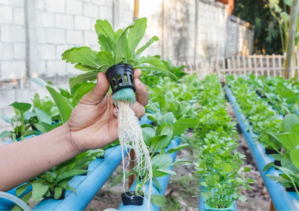 Indoor Hydroponic Garden